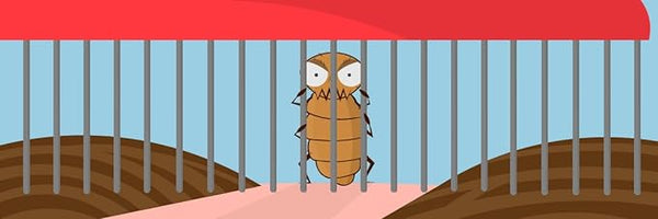 A cartoon flea trapped behind lice comb-like bars is set against a light blue backdrop with brown mounds below and a red surface above, symbolizing the fight against head lice. This design is featured on Shantys Nitcomb-M2.