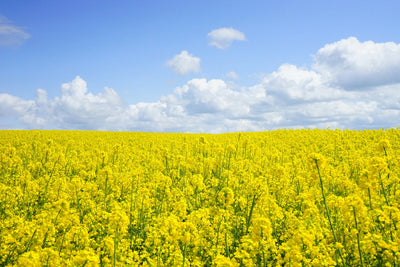 A vast field of bright yellow canola flowers stretches towards the horizon under a clear blue sky dotted with fluffy white clouds.